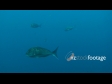 Snapper 1384